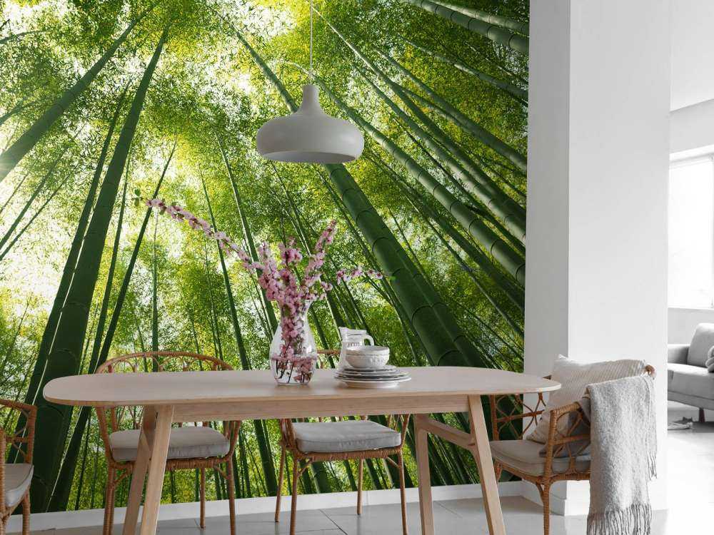 Bamboo forest in Japan