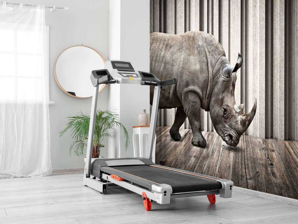 Rhinoceros in hall
