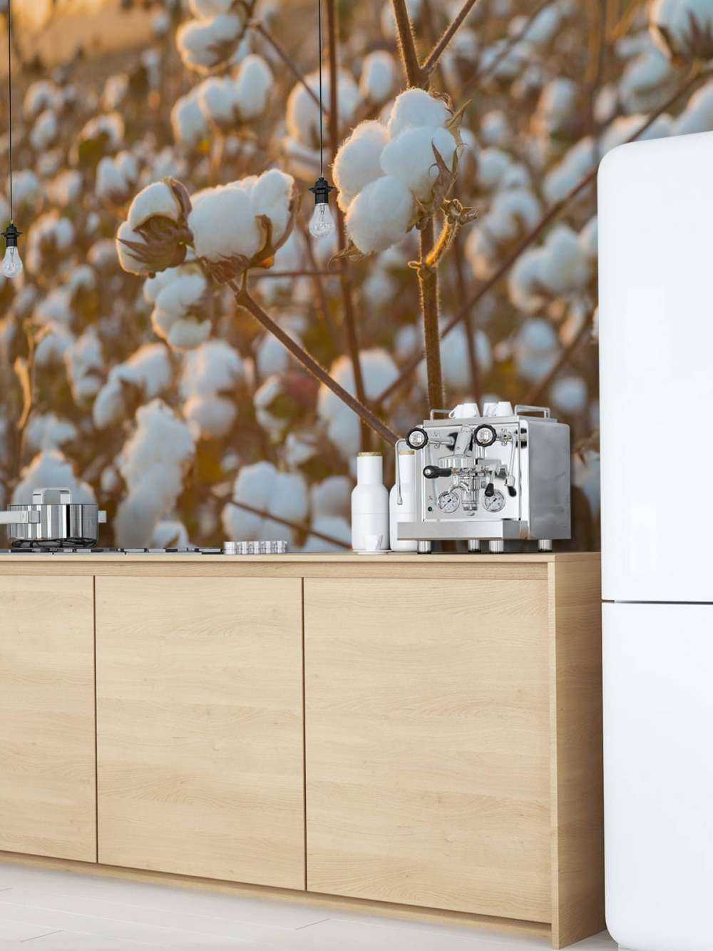 Cotton field with golden yellow sky