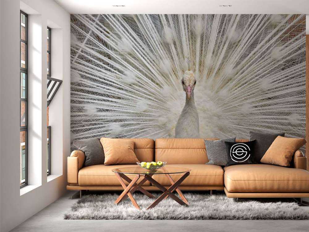 White peacock