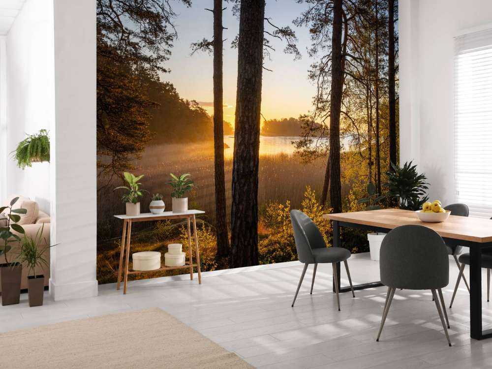 Forest during sunset