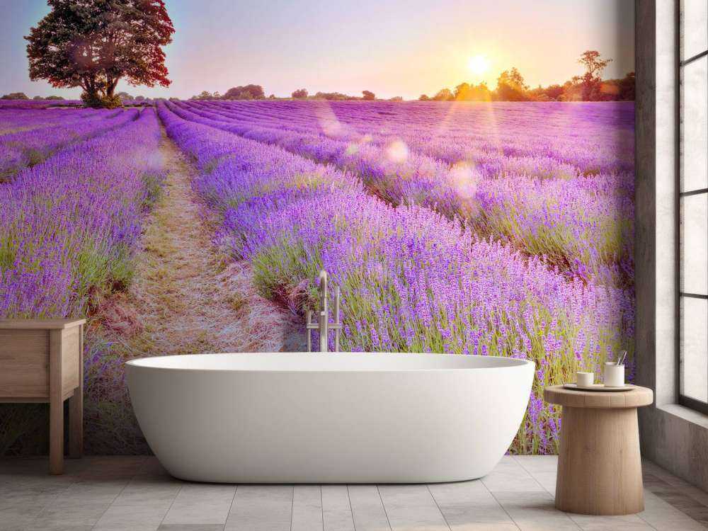 Lavender field at sunset