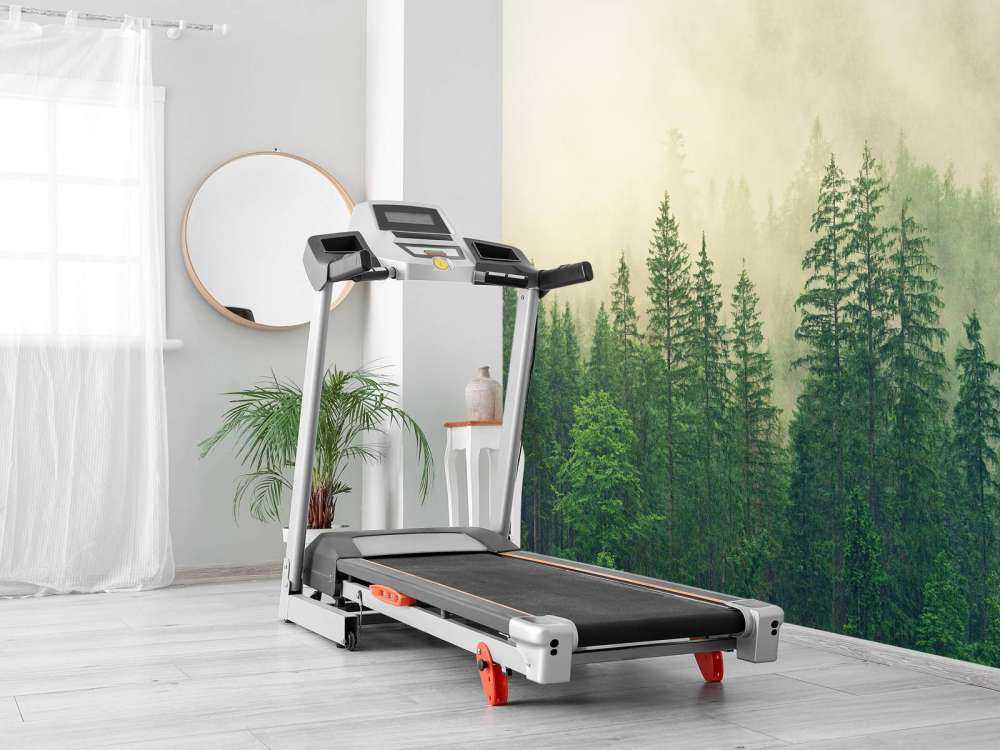 Pine trees in the fog