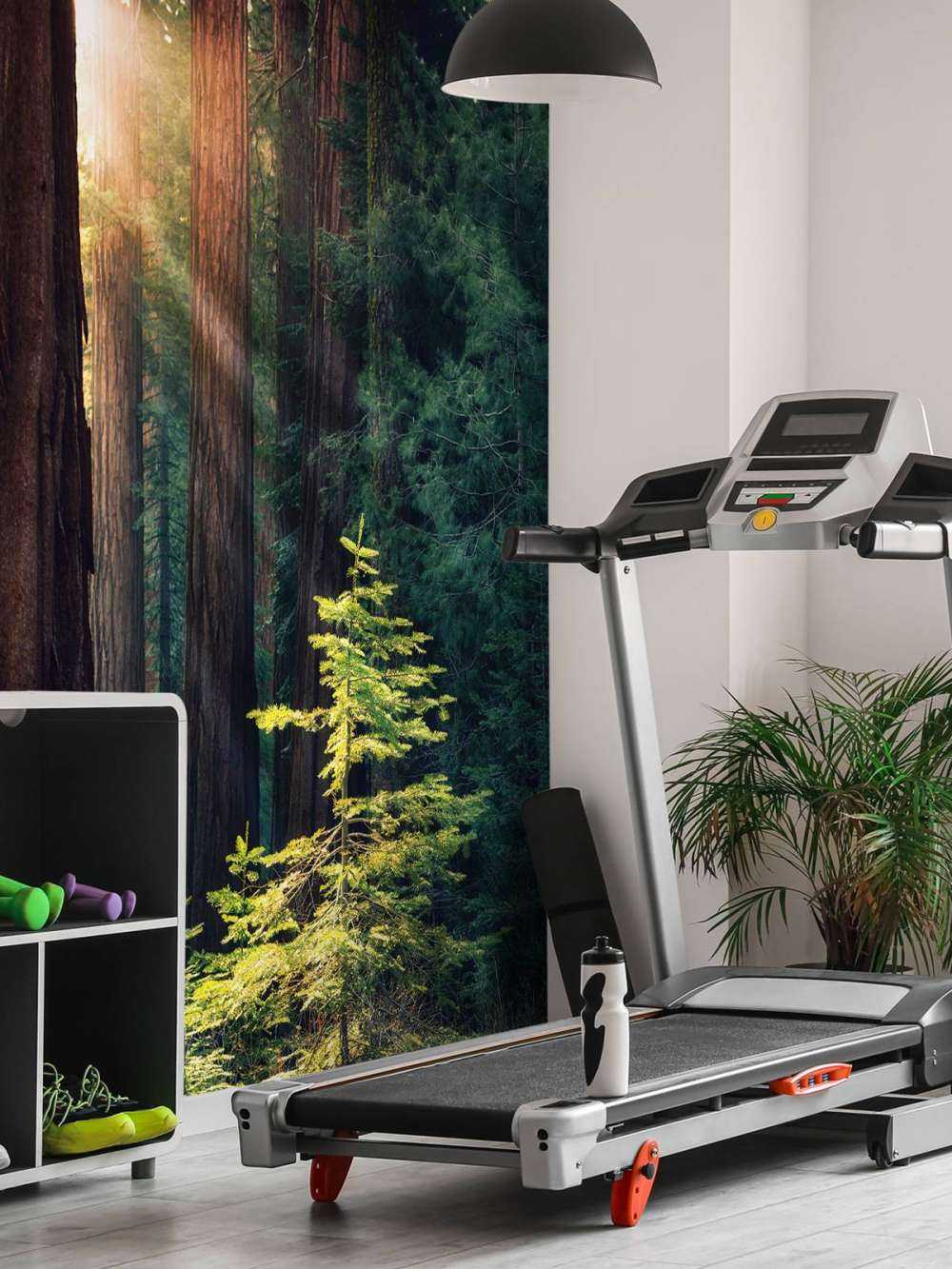 Sunlight between the mahogany trees