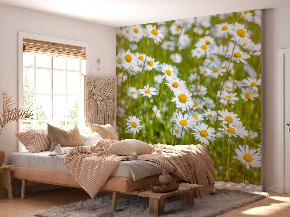 Daisies in a field