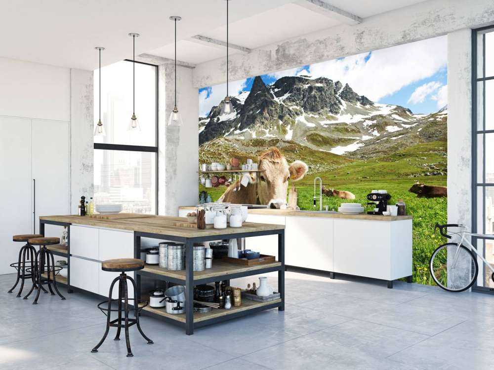 Austrian cow