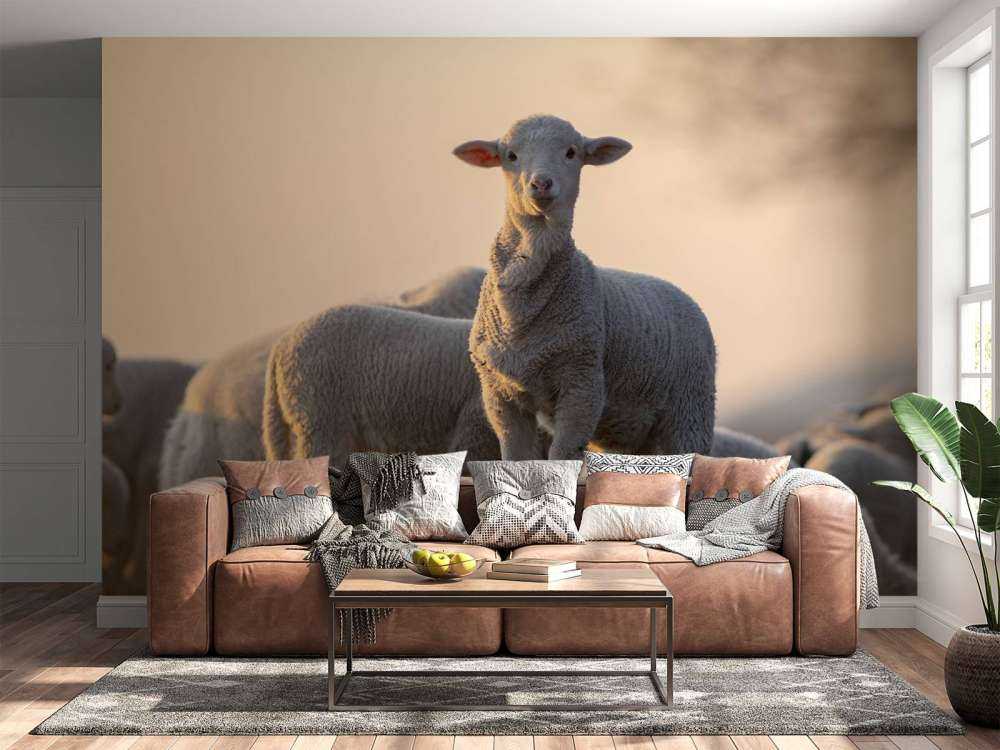 Sheep of the world