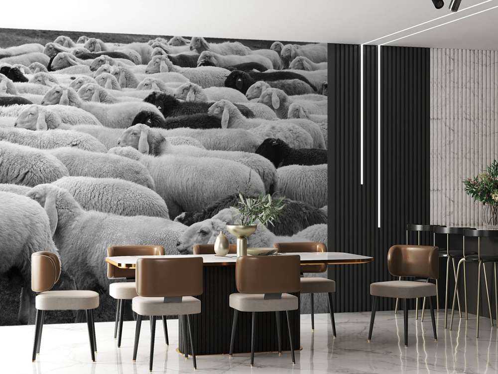 Black and white sheep