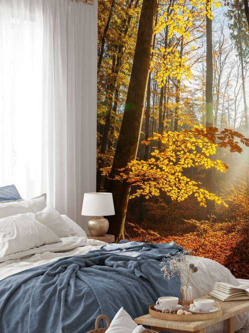 Autumn forest