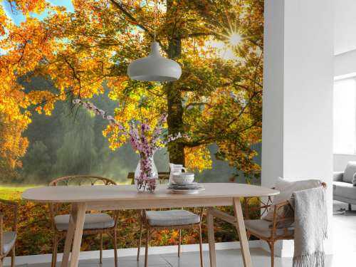 Tree in autumn colors