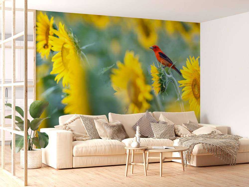 Sunflower field with red bird