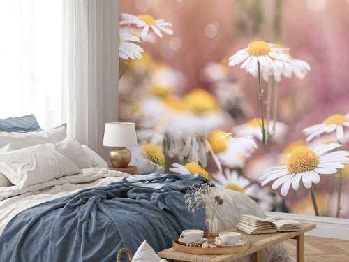 Field of Daisies