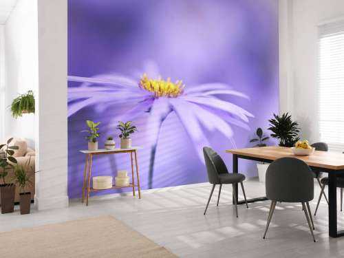 Purple Daisies