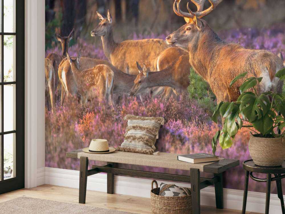 Groep herten op de Veluwe