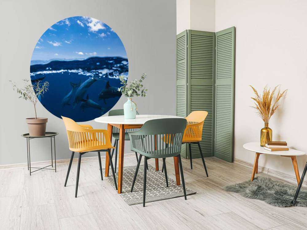 Between air and water with the dolphins