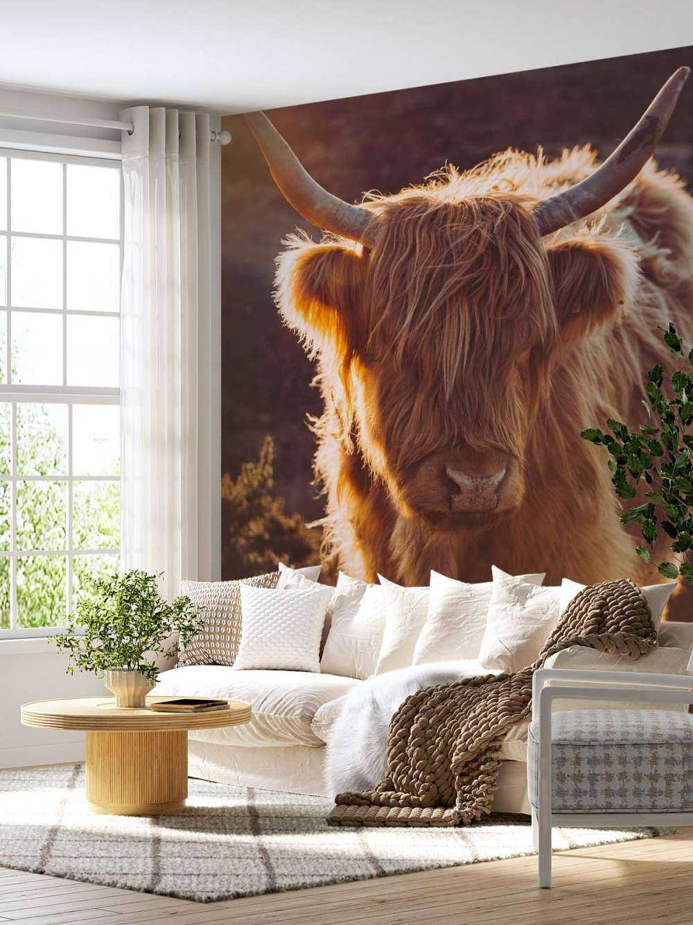 Scottish Highlander in the sun