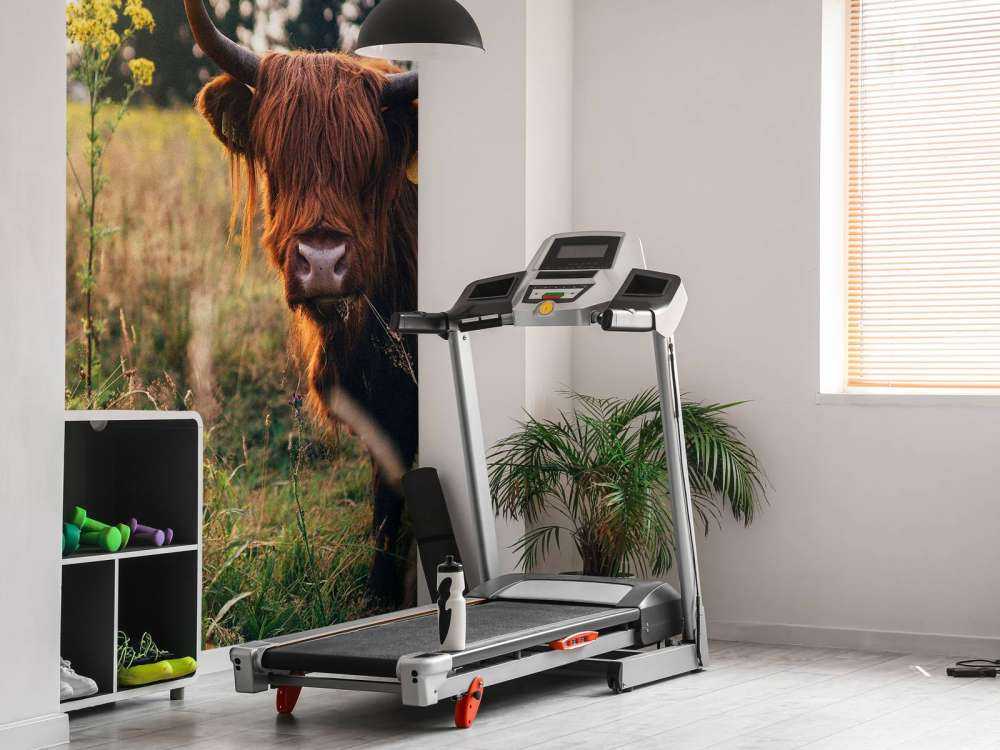 Scottish highlander in the high grass