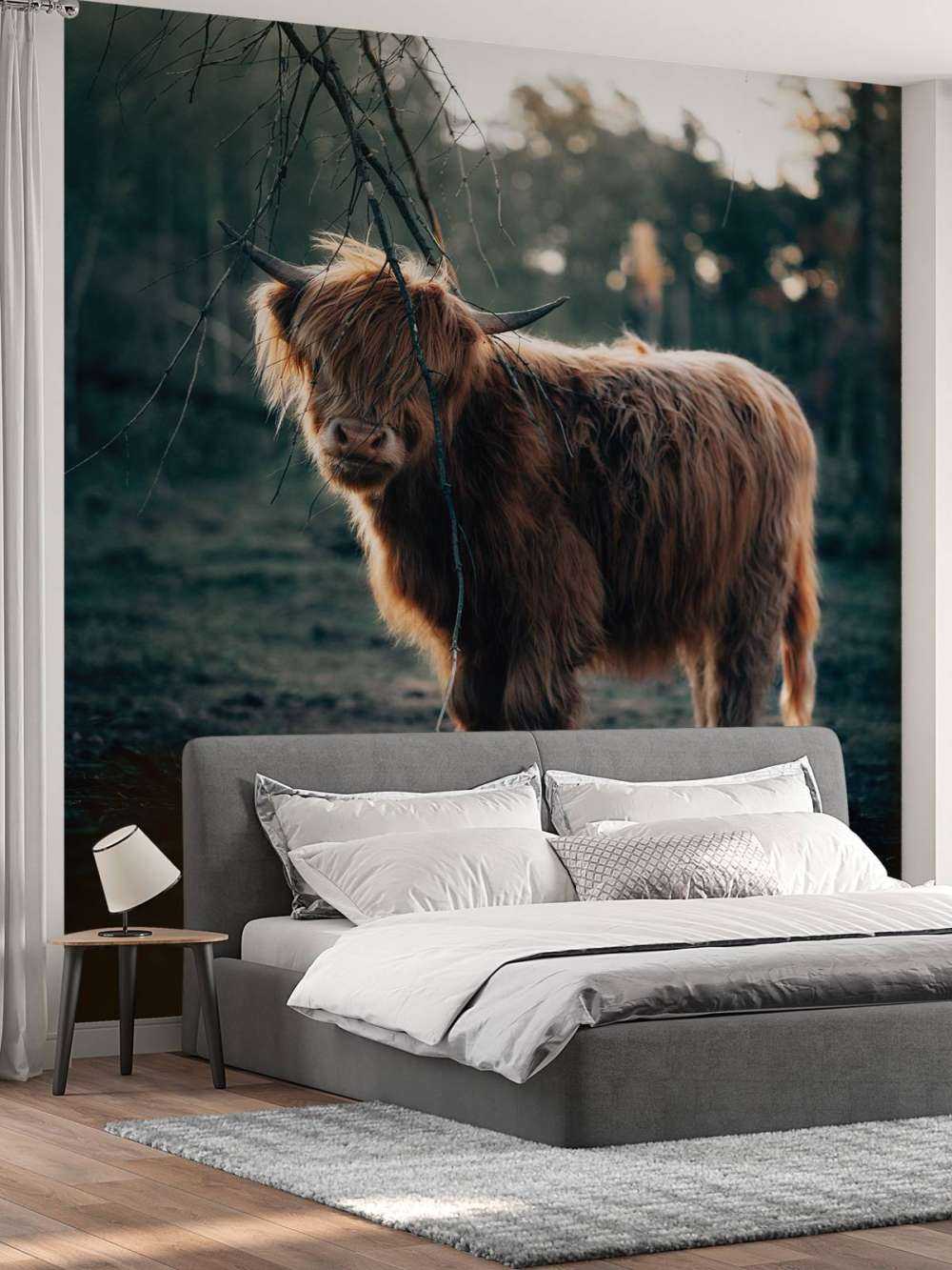 Scottish Highlander on the edge of the woods