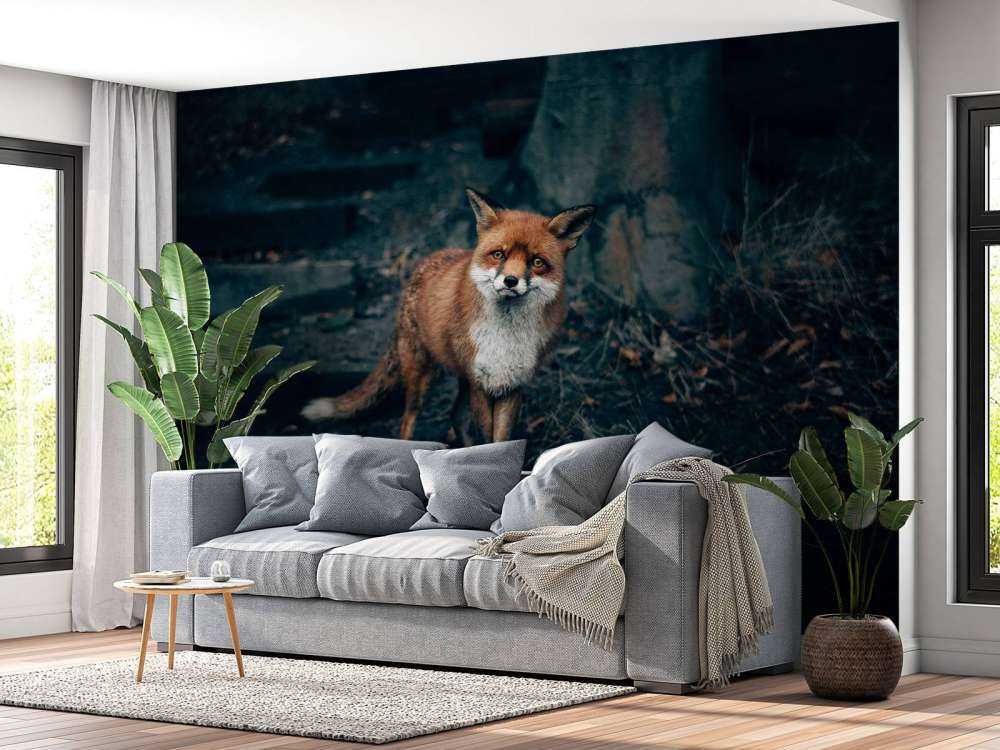 Curious fox