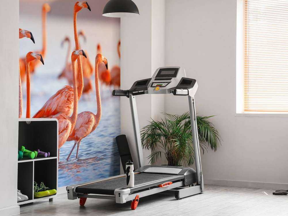 Staring flamingos