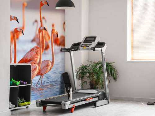 Staring flamingos