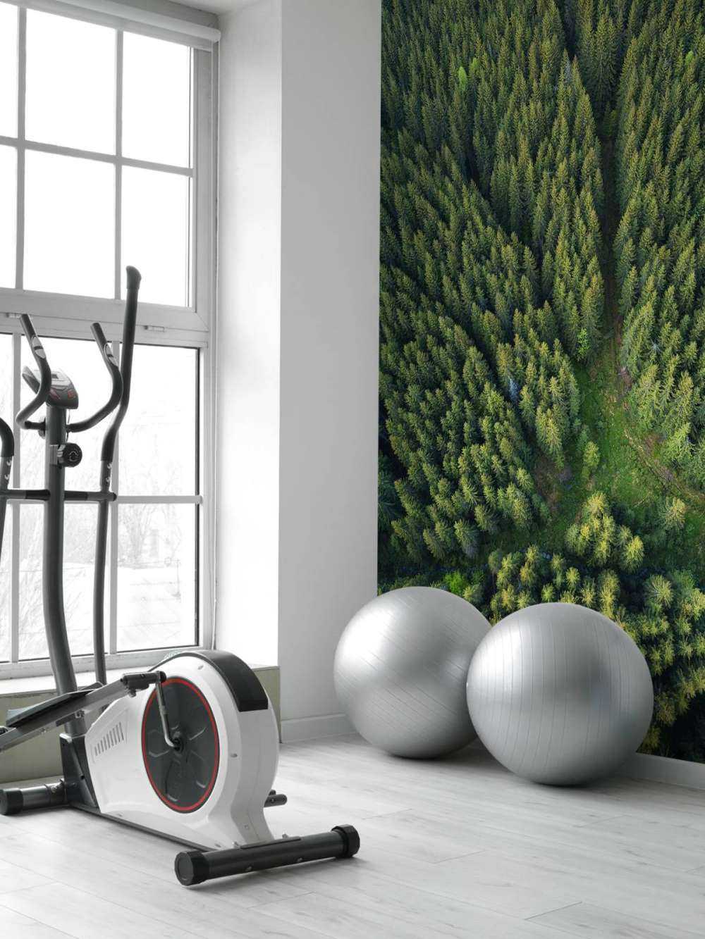 Pine forest from above