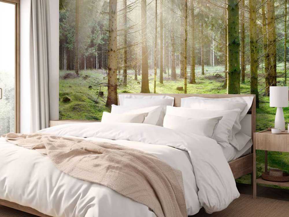 Coniferous forest with moss