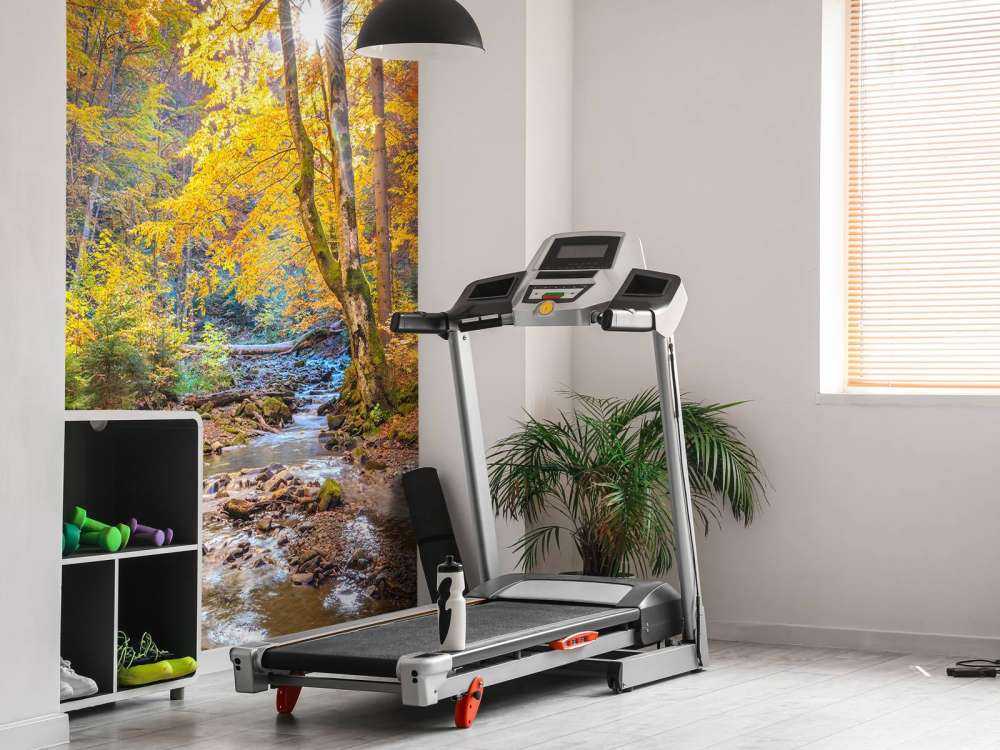 Autumn in wild forest