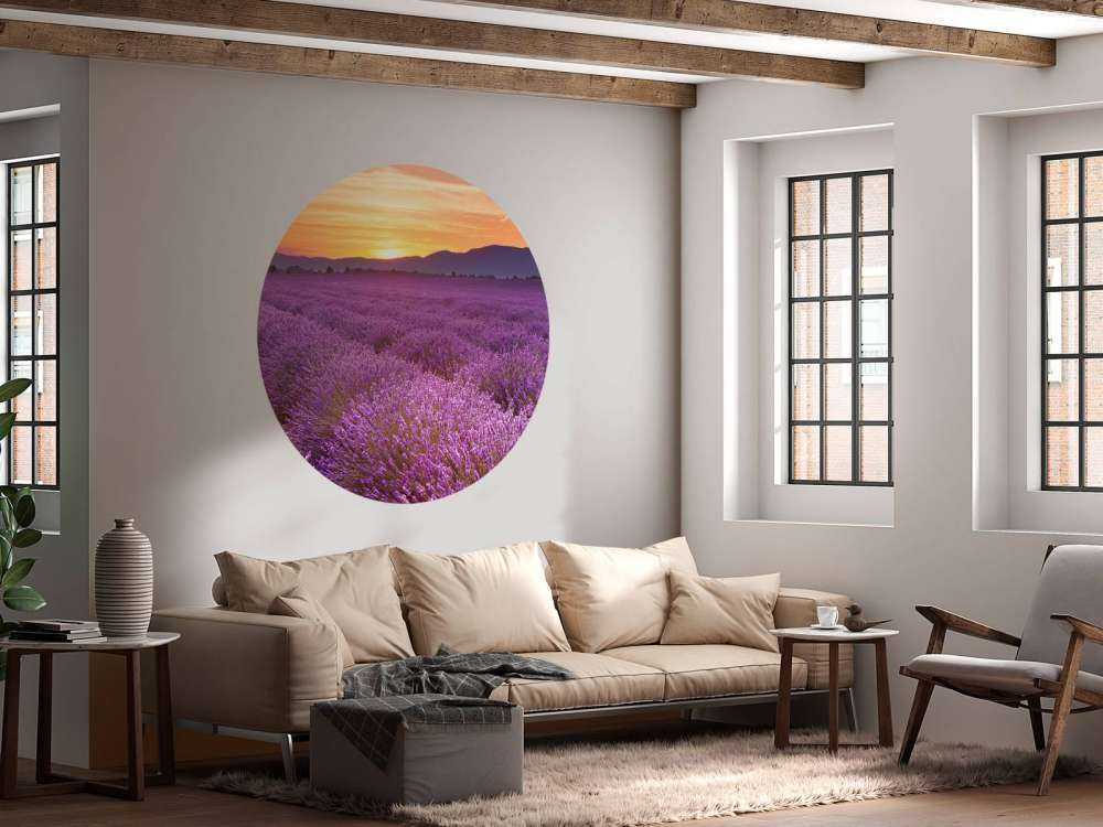 Field full of lavender