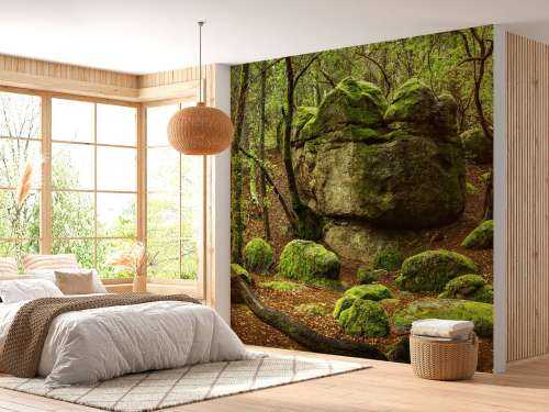 Enchanting forest