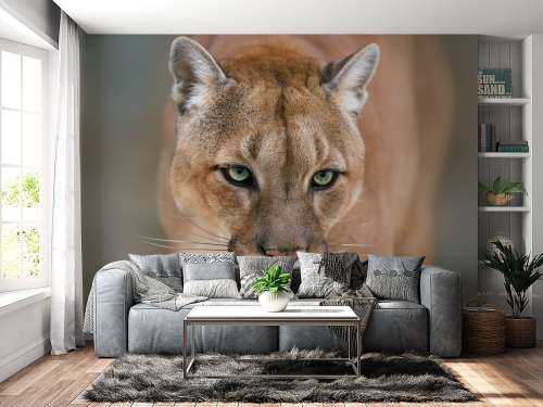 Puma close-up