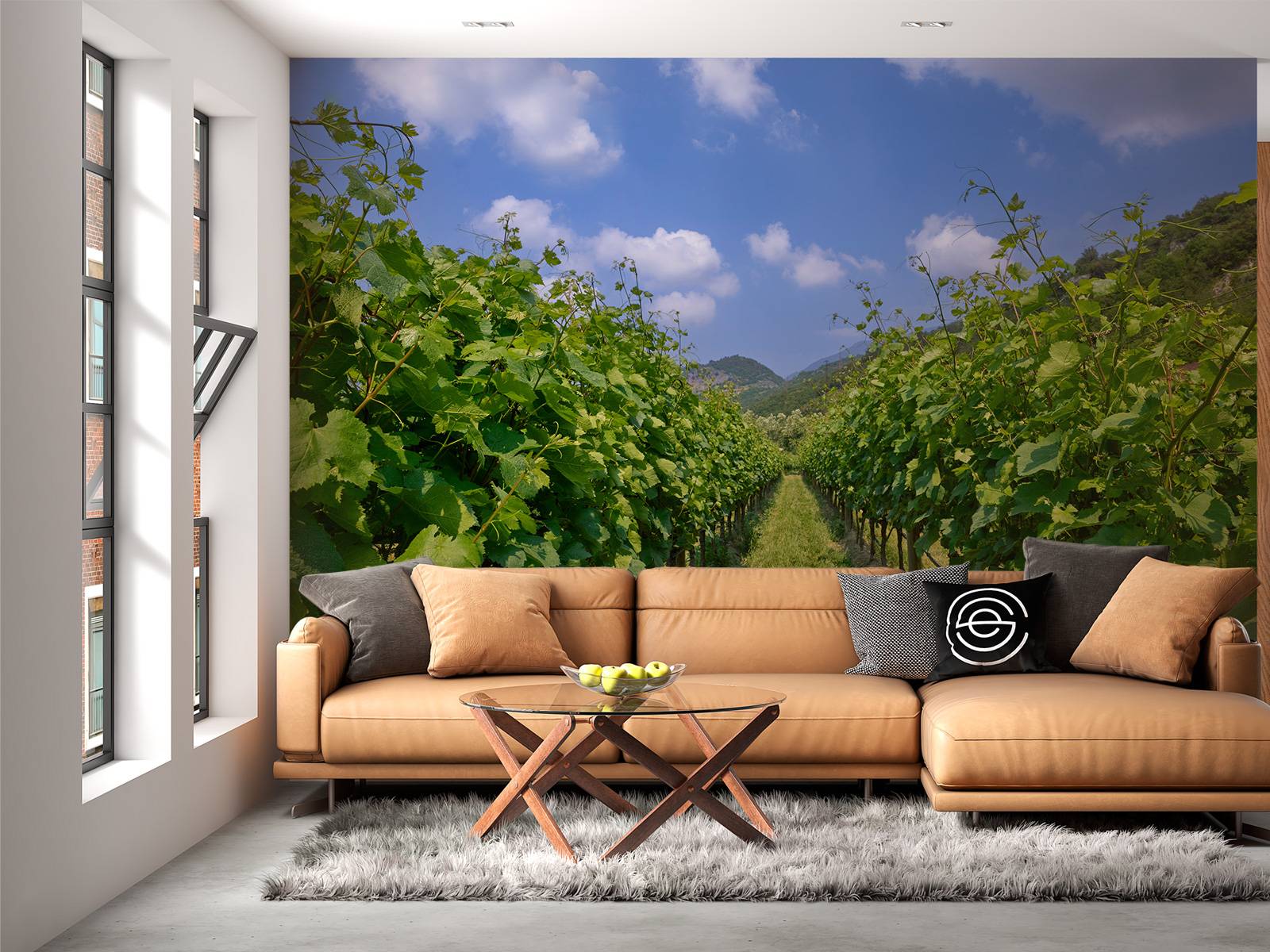 Vineyard in Italy
