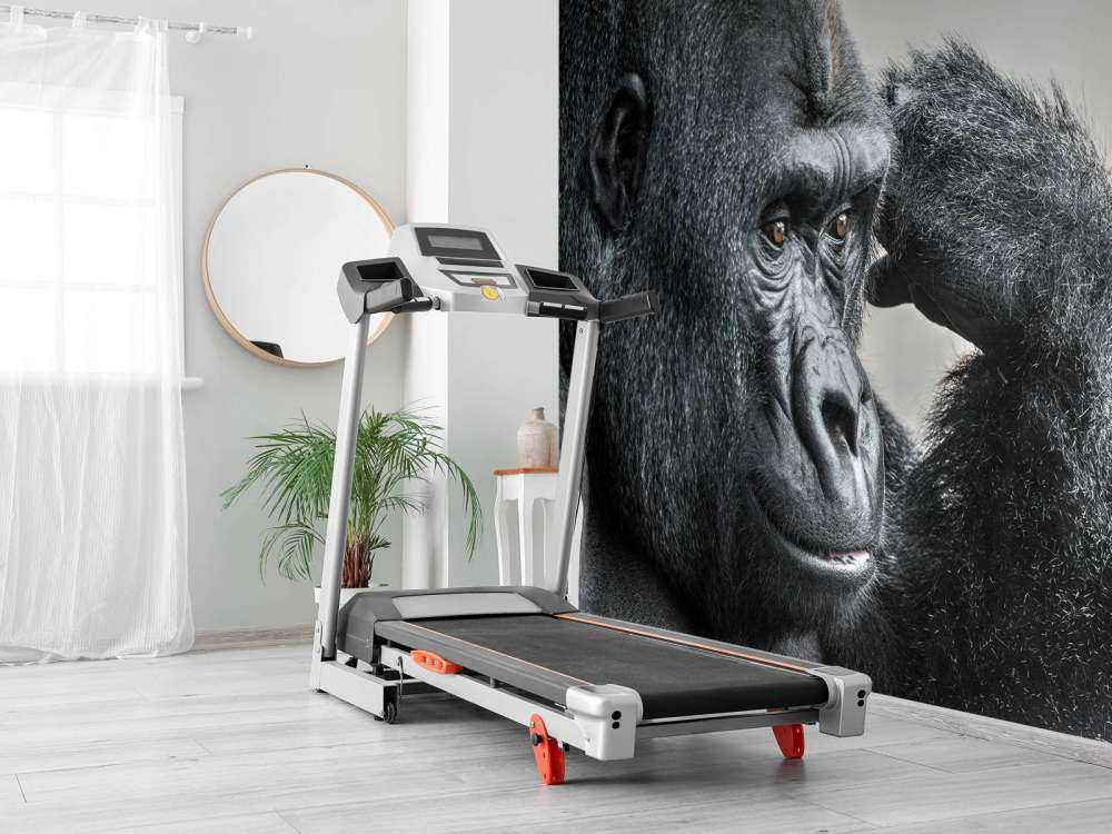 Gorilla black and white