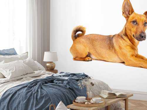 Cute dog