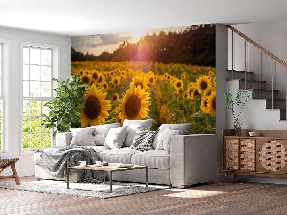 Sunflowers farm