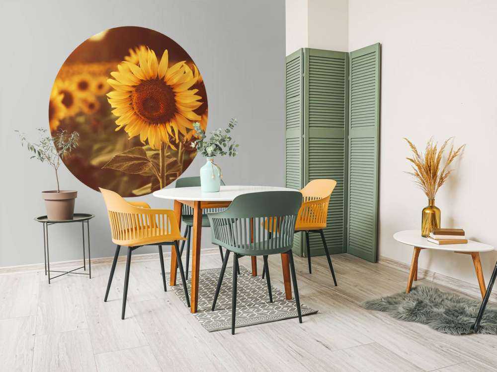 Sunflowers in sunlight