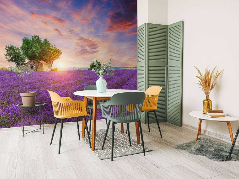 Lavender field during sunrise