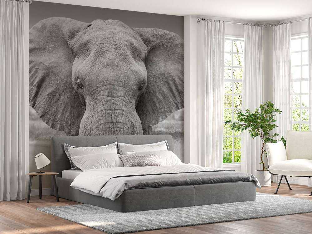 Elephant black and white