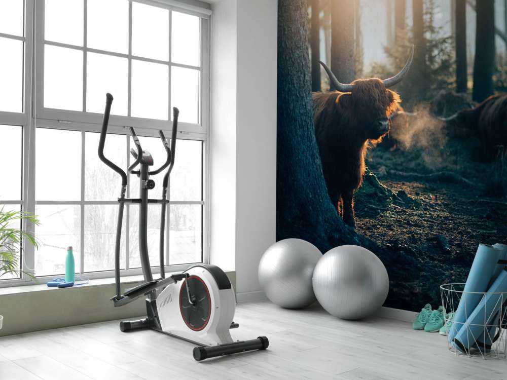 Scottish Highlander in morning light