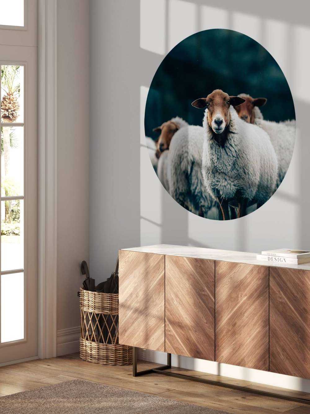 Sheep in the evening