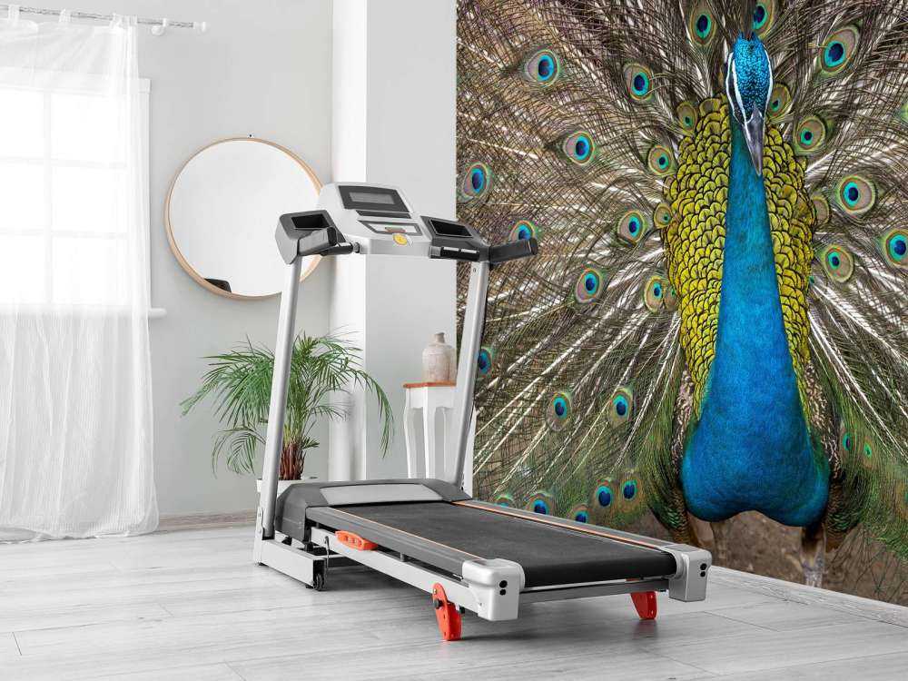 Peacock with stuffed feathers