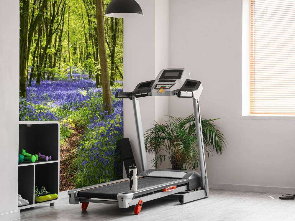 Forest in the sunlight