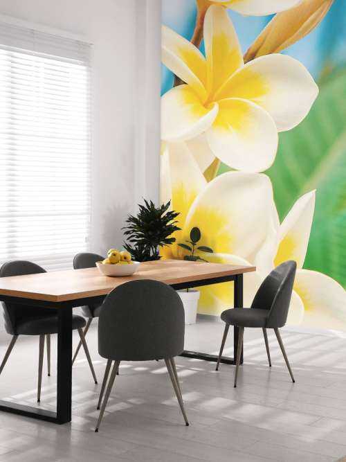 White Yellow Plumeria Flower