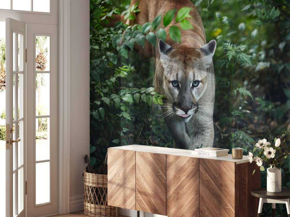 Sneaking mountain lion