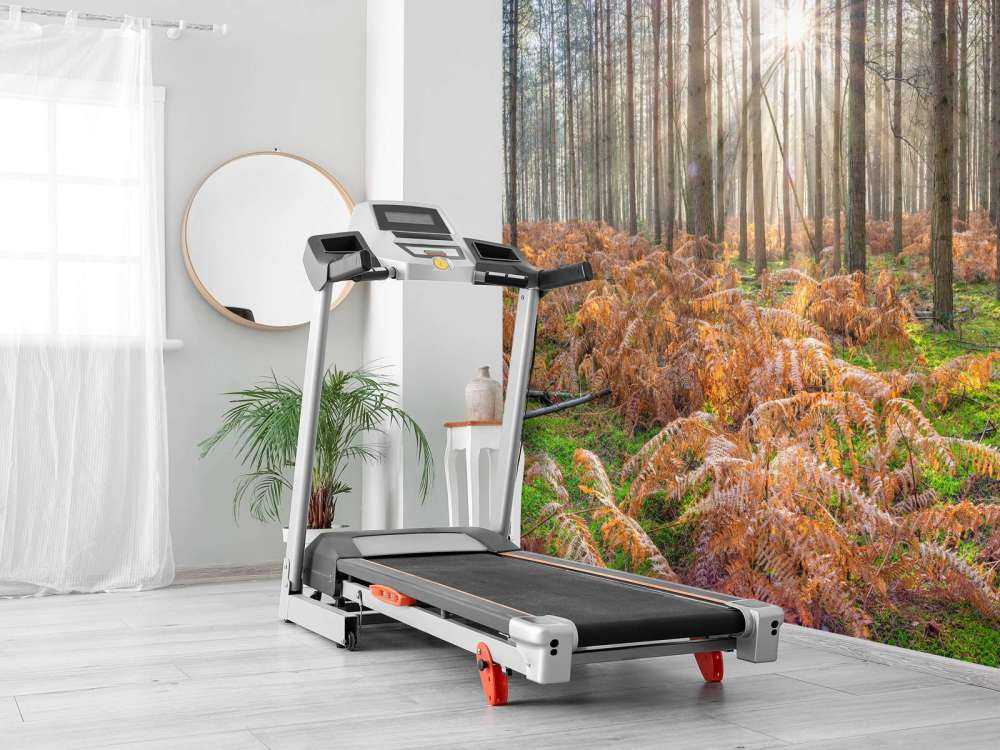 Forest during sunrise