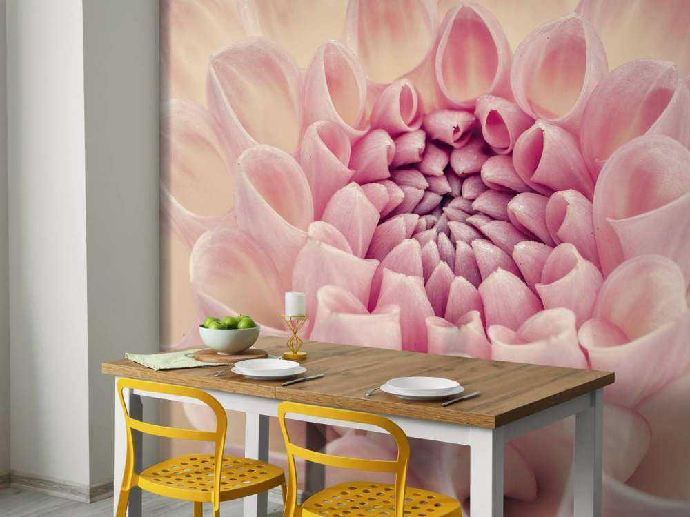 Dahlia close-up photo