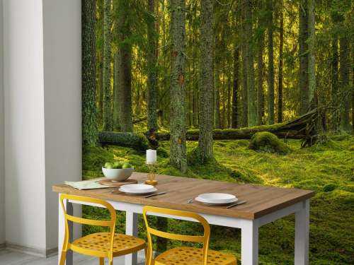 Green pine forest