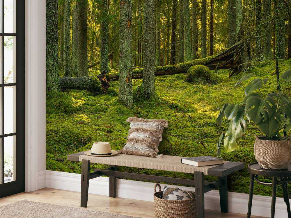 Green pine forest