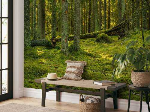 Green pine forest