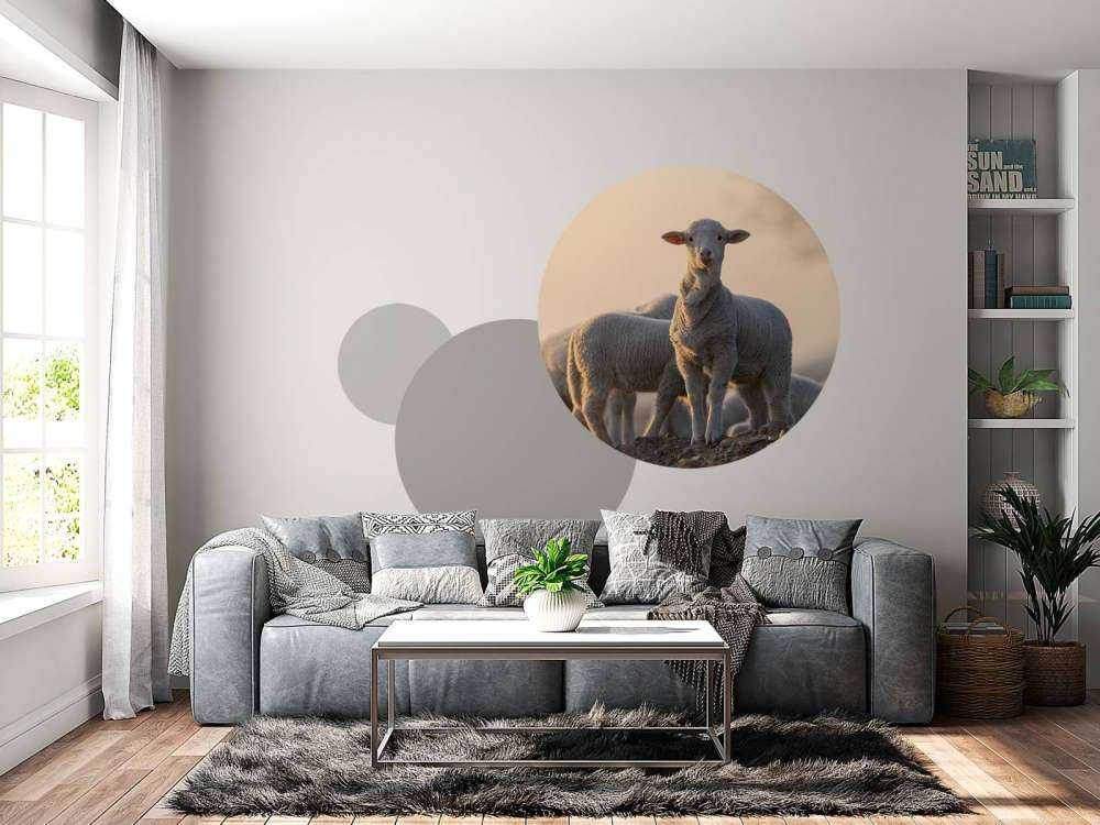 Sheep of the world